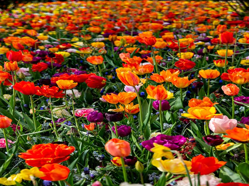 Keukenhof Gardens